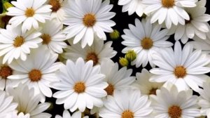 Видео фон ромашки.