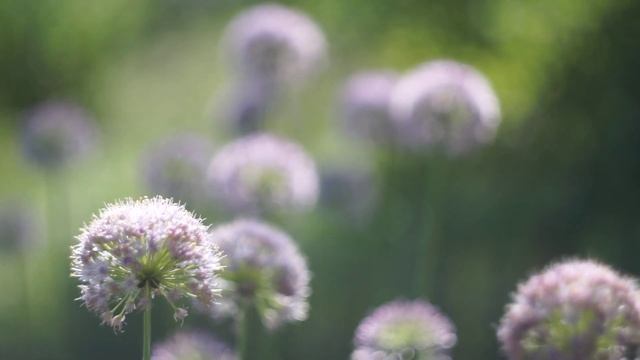 Август. Летняя зарисовка смотреть онлайн