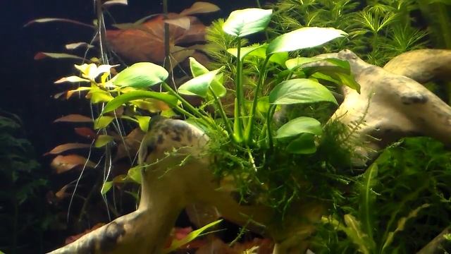 Моя "панорама" на 170литров. Месяц после запуска. смотреть онлайн