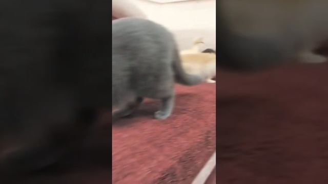 ХТО КУДА!  #pets #кошки