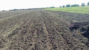 Трактор ЮМЗ-6 с культиватором КПС-4.2 и самодельным катком.