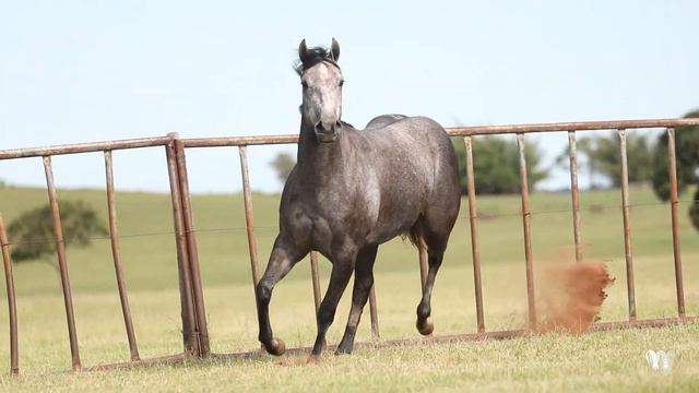01 - MY BONANZA SHADY - 3º LEILAO VIRTUAL LENDAS DA RACA смотреть онлайн