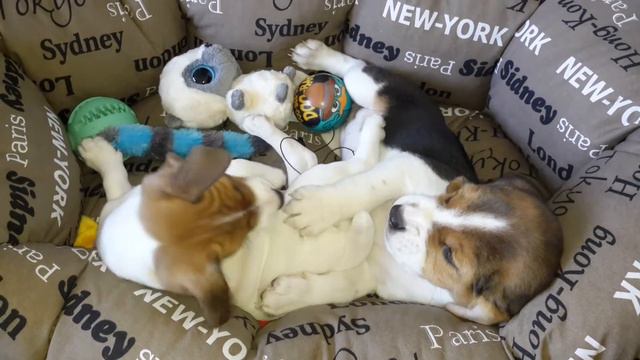 Просто милое видео^-^ смотреть онлайн