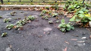 Горец сахалинский, подумайте дважды, оно вам надо?  #горецсахалинский #гречихасахалинская