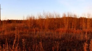 Как найти в лесу осинку если на ней нет листьев ?