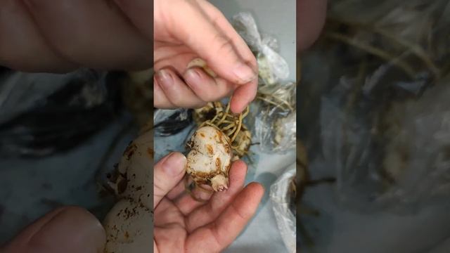 размножение лилии чешуйками смотреть онлайн