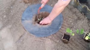 Высадка рассады артишока и патиссона