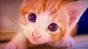 Как часто котенок ходит в туалет — все о покакушках