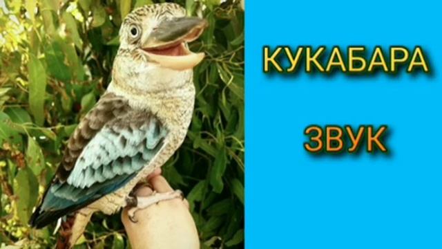 Ответ шумным соседям. Кукабара. Интервалы от 2 до 4 минут смотреть онлайн