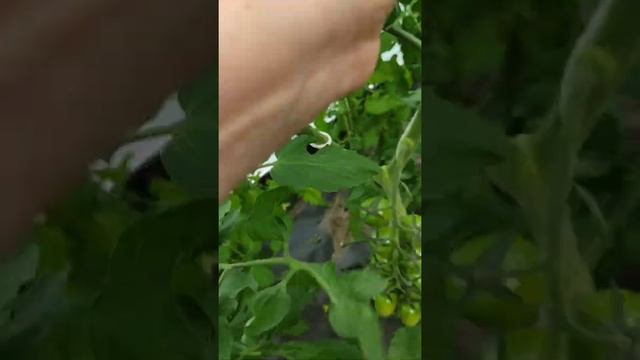 Обзор лучших сортов томатов на 2022 год смотреть онлайн