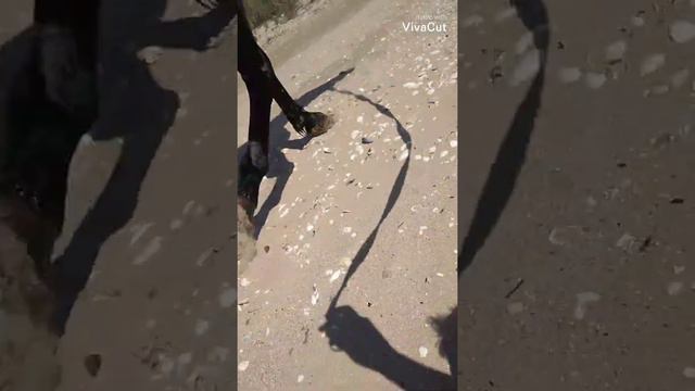 Сезон купания открыт 🏝️🐎🌅 смотреть онлайн