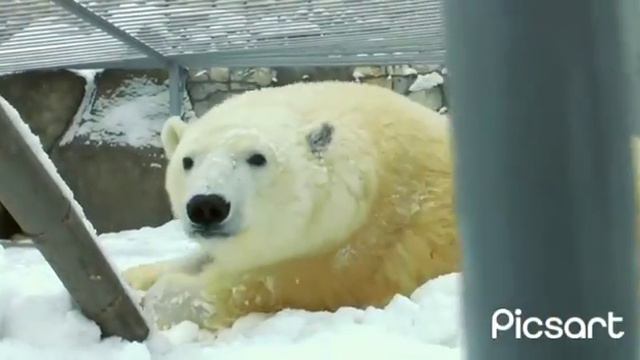 🐻❄️РОМАНТИК ДИКСОН УЛОВИЛ СВЕЖИЕ НОТКИ ВЕСНЫ смотреть онлайн