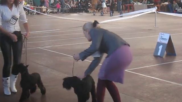 цвергшнауцер черный - сравнение юниоров смотреть онлайн