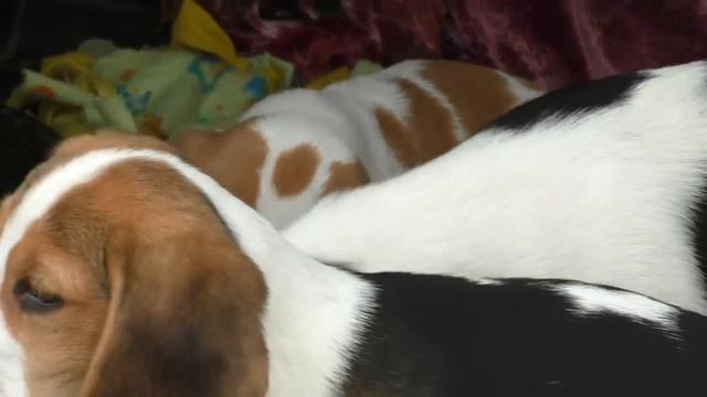 Щенки Бигля - Самые Смешные и Милые. Silky Beagle Puppies. Одесса. смотреть онлайн