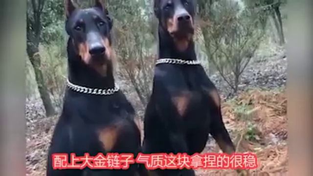Come and see the most handsome dog, do you really understand? смотреть онлайн