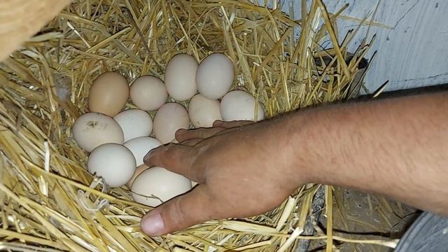 Пушинка села на яйца)) смотреть онлайн