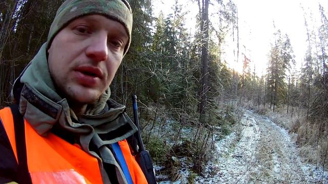Видео отчет с неудачной загонной охоты на лося 2020. Ленинградская область. смотреть онлайн