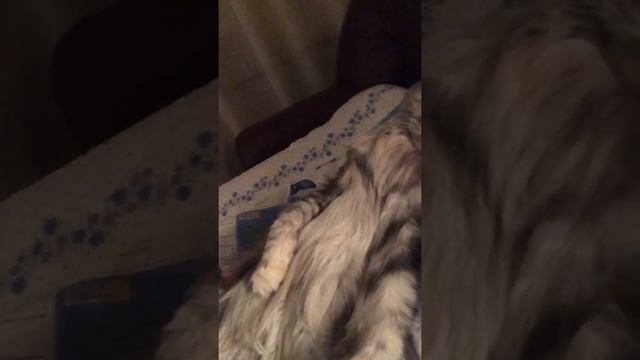 Так спят девчонки. Maine Coon is sleeping. смотреть онлайн