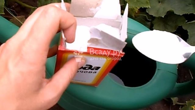 10 способов применения пищевой соды в саду и огороде