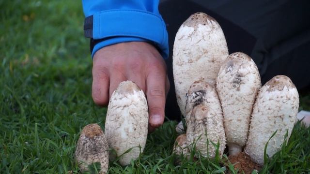 Adelanto del video COPRINUS COMATUS con nuestro amigo Jorge. Próximamente, en el Canal Aquaignis 12 смотреть онлайн