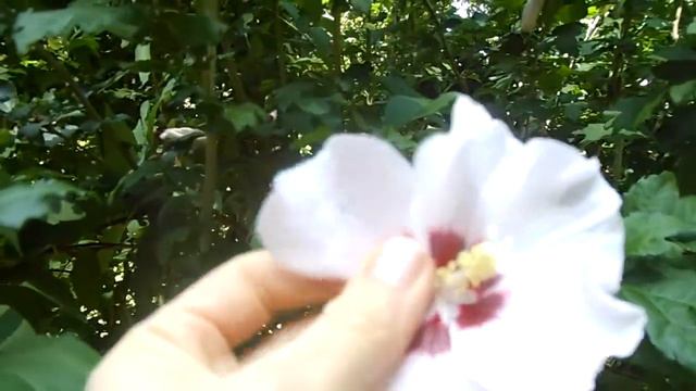 Rose of Sharon- Harvesting and Uses смотреть онлайн