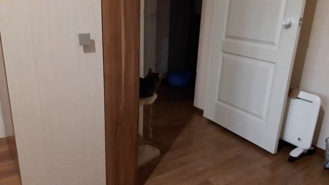 Животные (кошка, исполнители желаний - золотые рыбки в аквариуме, и обычные гуппи в банке смотреть онлайн