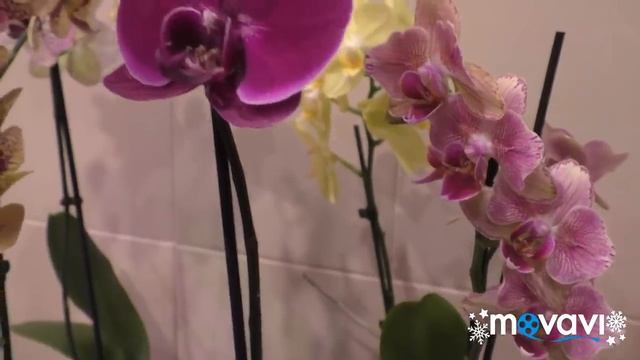 ? ОРХИДЕЯ С МАГАЗИНА БЕЗ ПЕРЕСАДКИ. Уход без проблем! смотреть онлайн