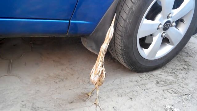 Выпь Смешная птица смотреть онлайн