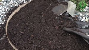 Хвойное- как компаньон для Роз. Правильная посадка. Питомник ? и ? Е. Иващенко