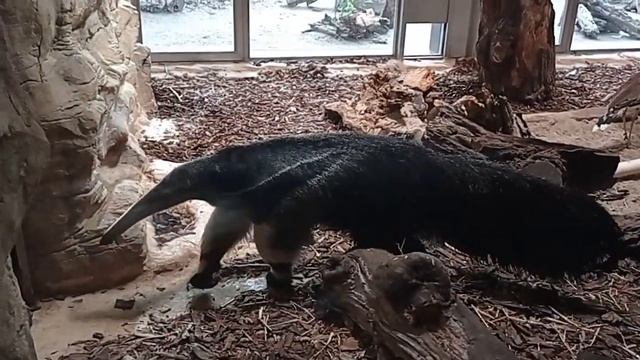 Муравьед - инопланетный зверь) смотреть онлайн