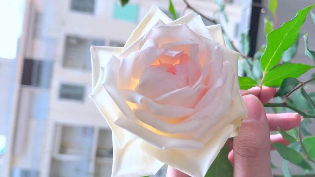 L’évolution de la rose Mme Bravy смотреть онлайн