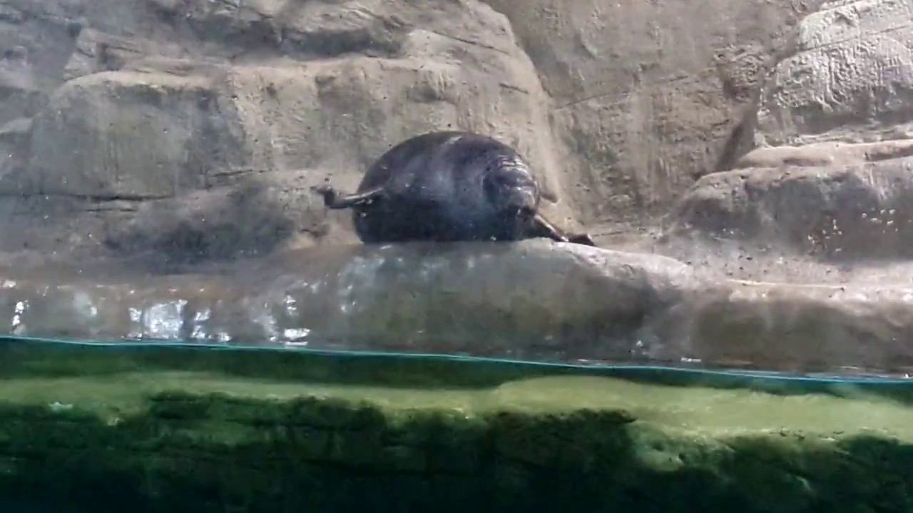 ЗАБАВНЫЕ НЕРПЫ