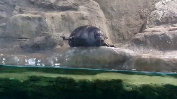 ЗАБАВНЫЕ НЕРПЫ