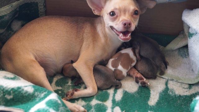 Mini chihuahua mother and her sweet cute 4 puppies смотреть онлайн