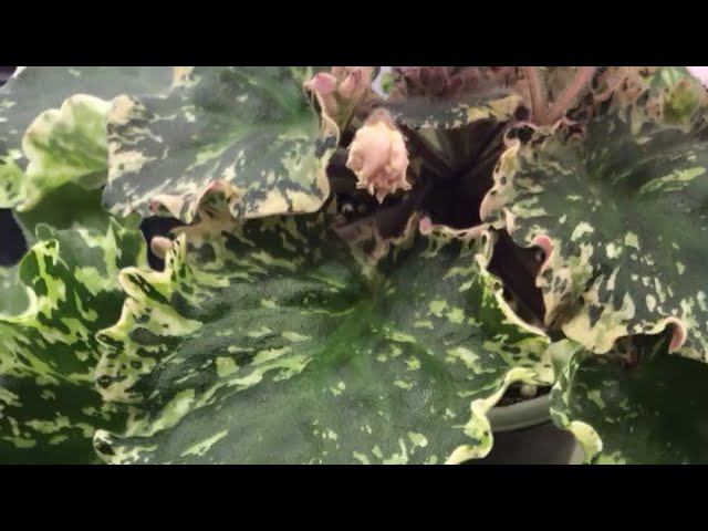 Излишки коллекции 2024. Шикарная пестролистность зарубежного сорта. Willodene.