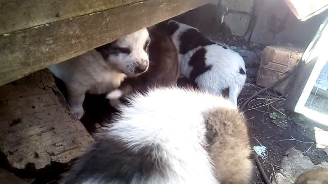 Щенки метисы Алабая Псков 89532440606 смотреть онлайн