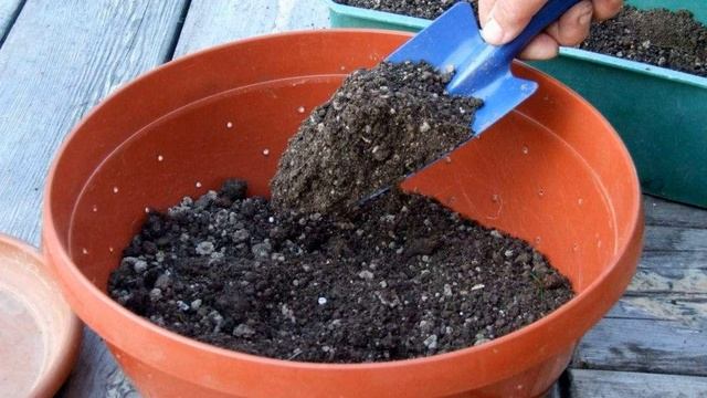 Как вырастить авокадо из косточки в домашних условиях?! смотреть онлайн