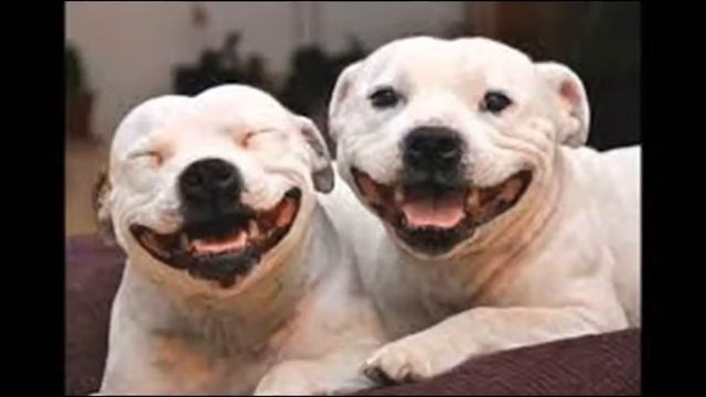 Смешные животные. Funny animals Короткий и позитивный клип по фото животных смотреть онлайн