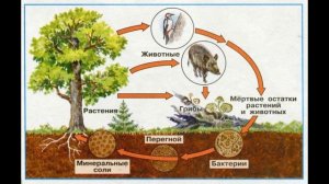 Окружающий мир 3 класс ч.1, тема урока "Лес - волшебный дворец", с.98-103, Перспектива.