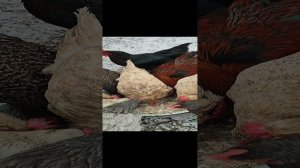 Доброе утро из деревни 🏠 Праздники или будни, а кормить курочек  и петушков 🐔 🐓 надо ☝