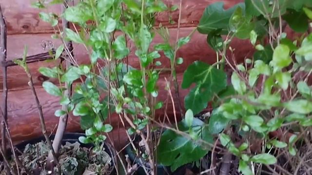 Инжир. Контейнерный сад смотреть онлайн