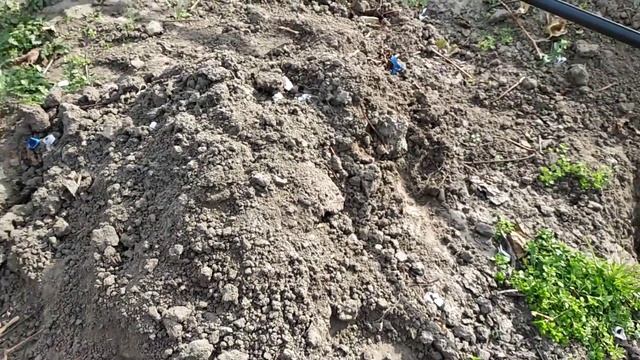 Виноград ? .Посадка корнесобственного саженца Ландыш . смотреть онлайн