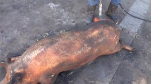 Как опалить соломой свинью для вкусного и ароматного сала