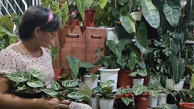 WEEKEND SALE ANTHURIUM KUPING GAJAH смотреть онлайн