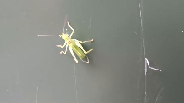 Grashopper, Filmed With Sony Cybershot DSC-HX300