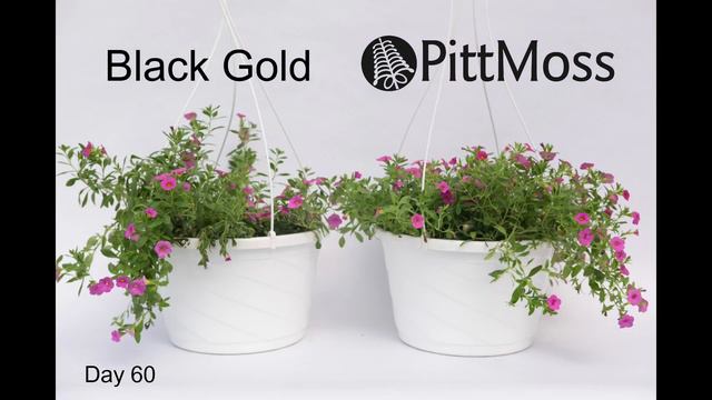 PittMoss Vs Black Gold Calibrachoa (Million Bells) смотреть онлайн