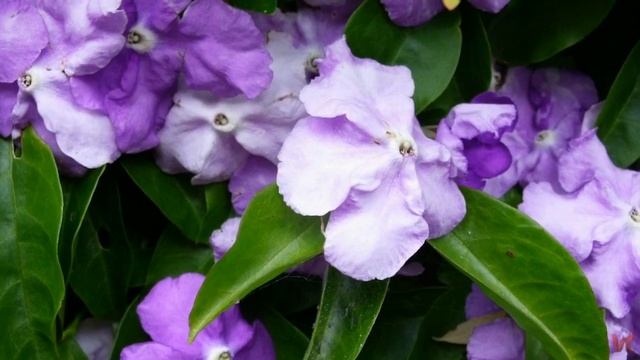 Брунфельсия (Brunfelsia) смотреть онлайн