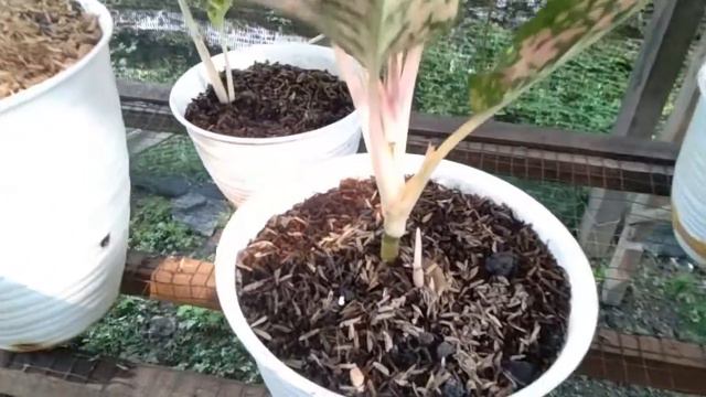 Aglaonema Kochin Virgin Bawa Tunas Anak #aglaonemacollections смотреть онлайн