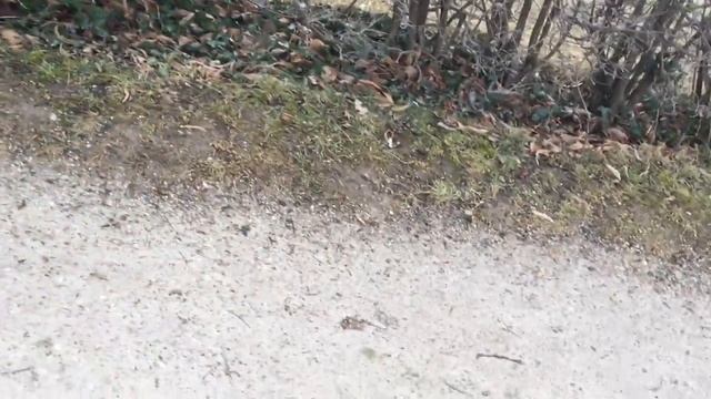 Прогулка| Нимфенбург Munchen Germany Bayern смотреть онлайн