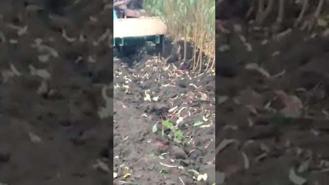 выкопочный плуг, вибро скоба для выкопки саженцев смотреть онлайн